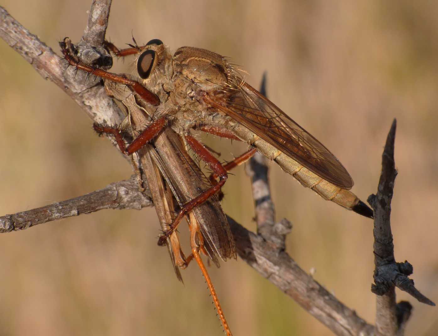 Asilidae con cavalletta (Engelepogon sp.)